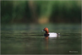 <p>POLÁK VELKÝ (Aythya ferina) --- /Common pochard - Tafelente/</p>